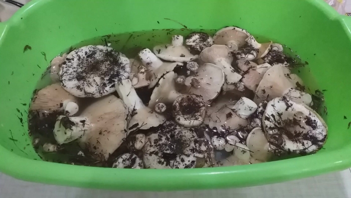 Сухой груздь засолка