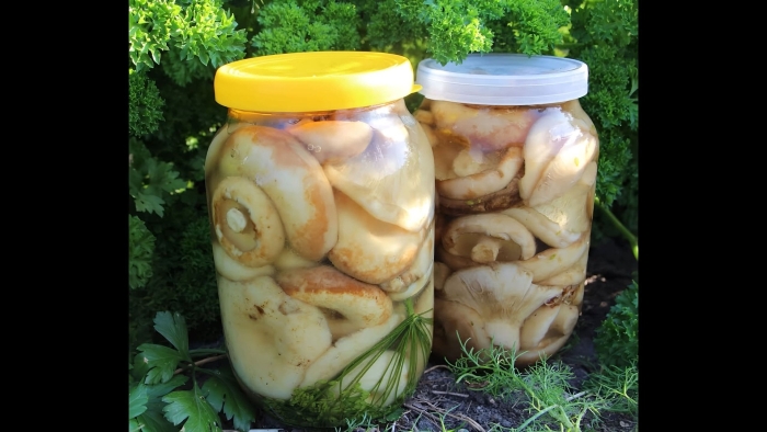 Грузди соленые