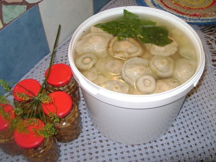 Засолка груздей