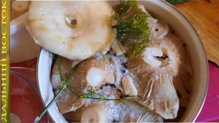 Грузди соленые холодным способом