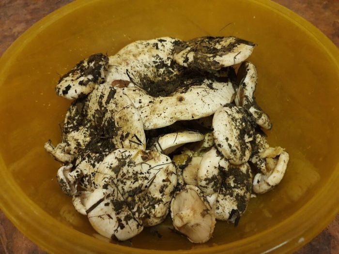 Грузди гриб