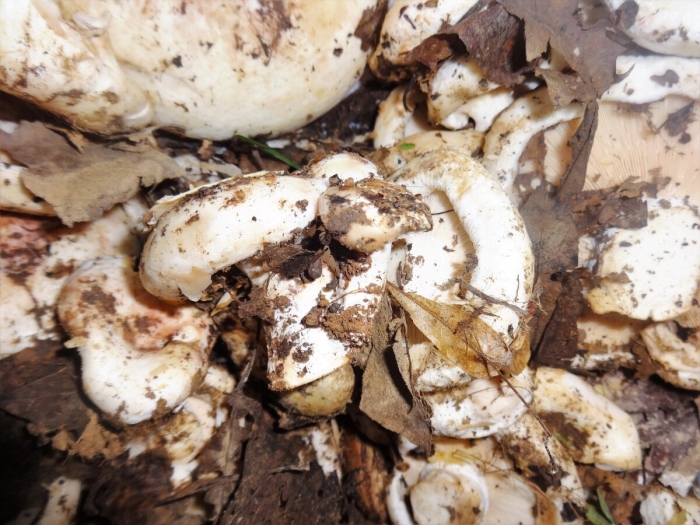 Белая груздь