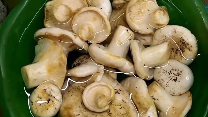 Гриб белый груздь