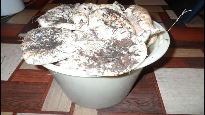 Подгруздок белый