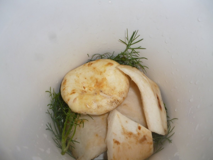 Груздь сырой