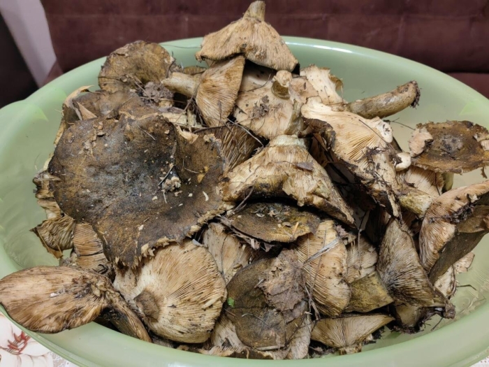 Черные грузди