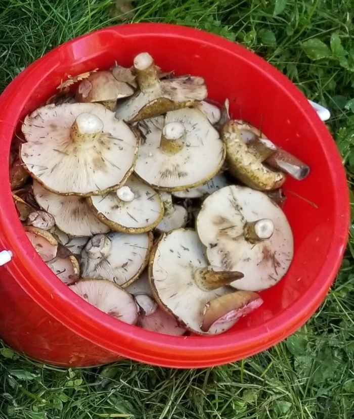 Гриб грузди