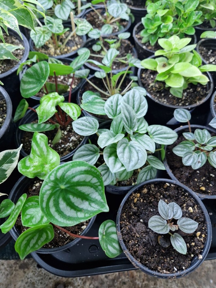 Peperomia argyreia