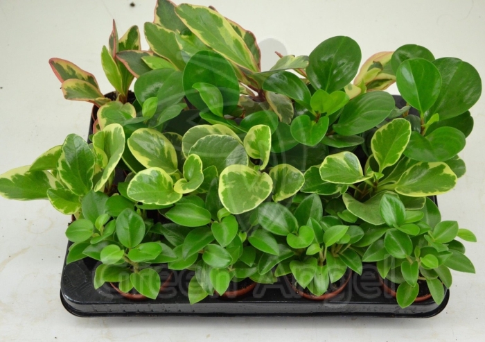 Пеперомия изабелла