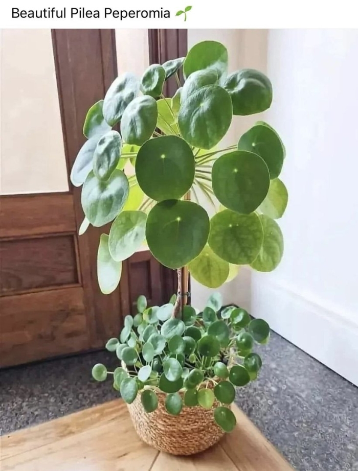 Pilea peperomioides