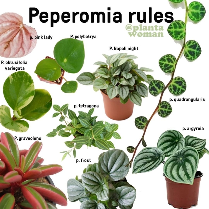 Пеперомия вертициллата