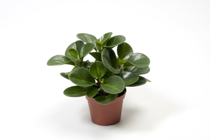 Пеперомия туполистная