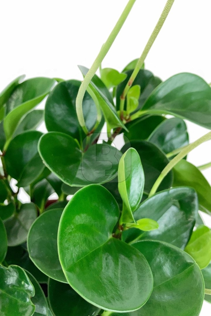 Peperomia obtusifolia