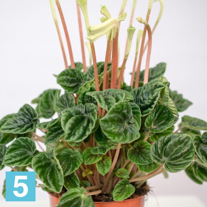 Пеперомия лилиан d12