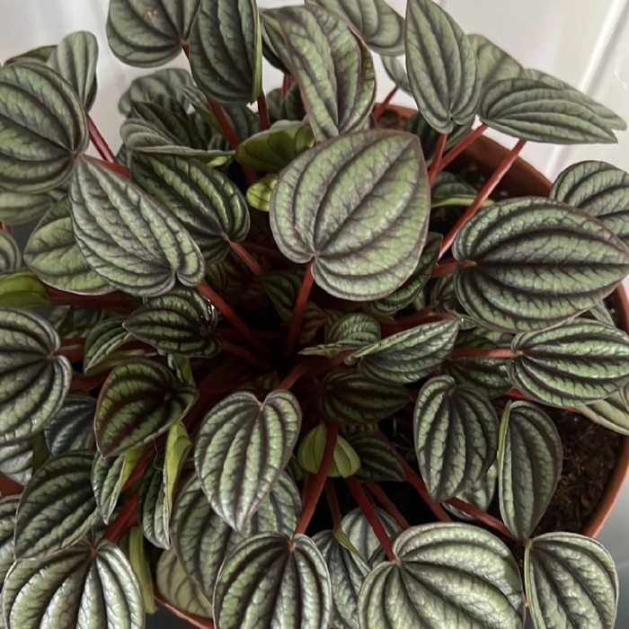 Пеперомия пикколо банда