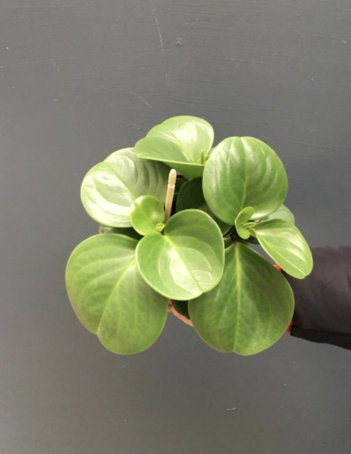 Растение пеперомия