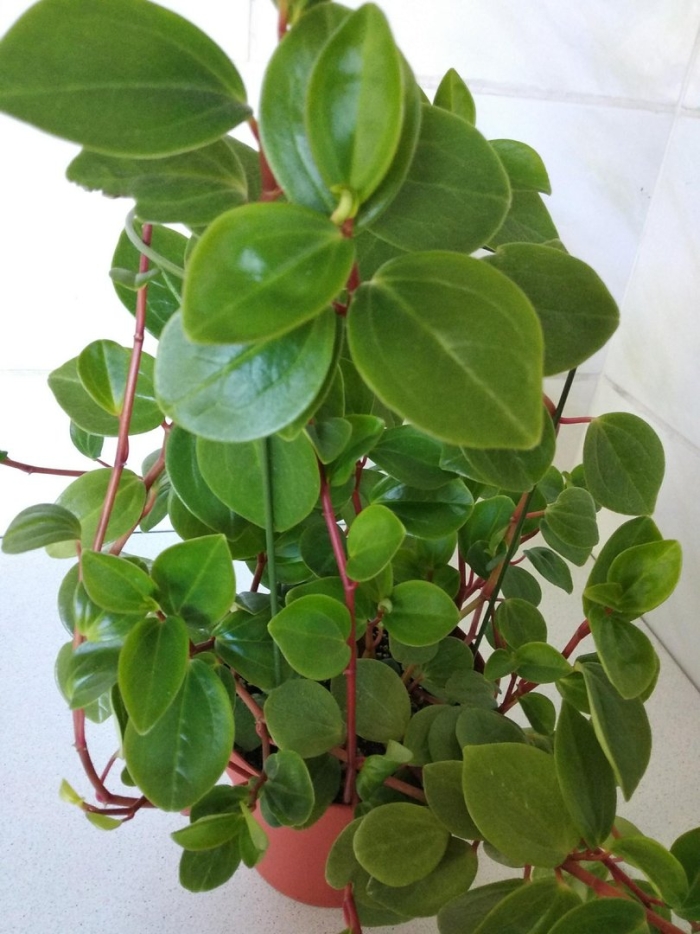 Пеперомия магнолиелистная цветок