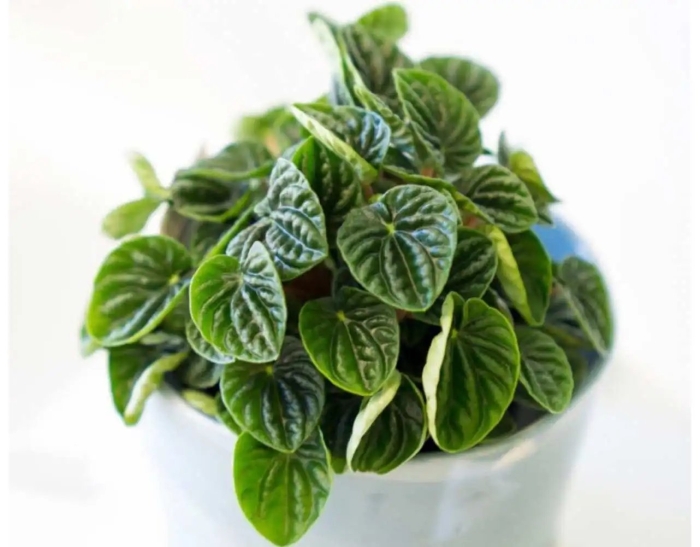 Пеперомия лилиан