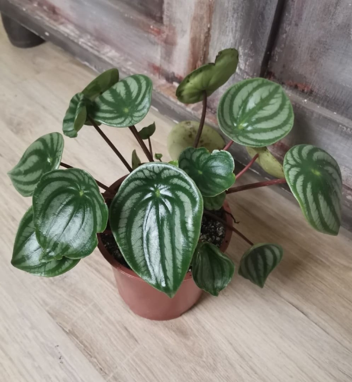 Пеперомия арбузная цветок