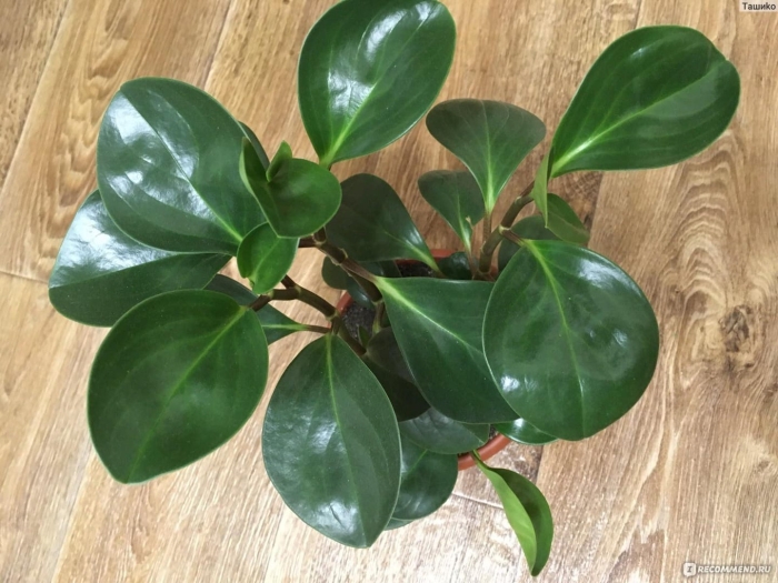 Фикус пеперомия туполистная