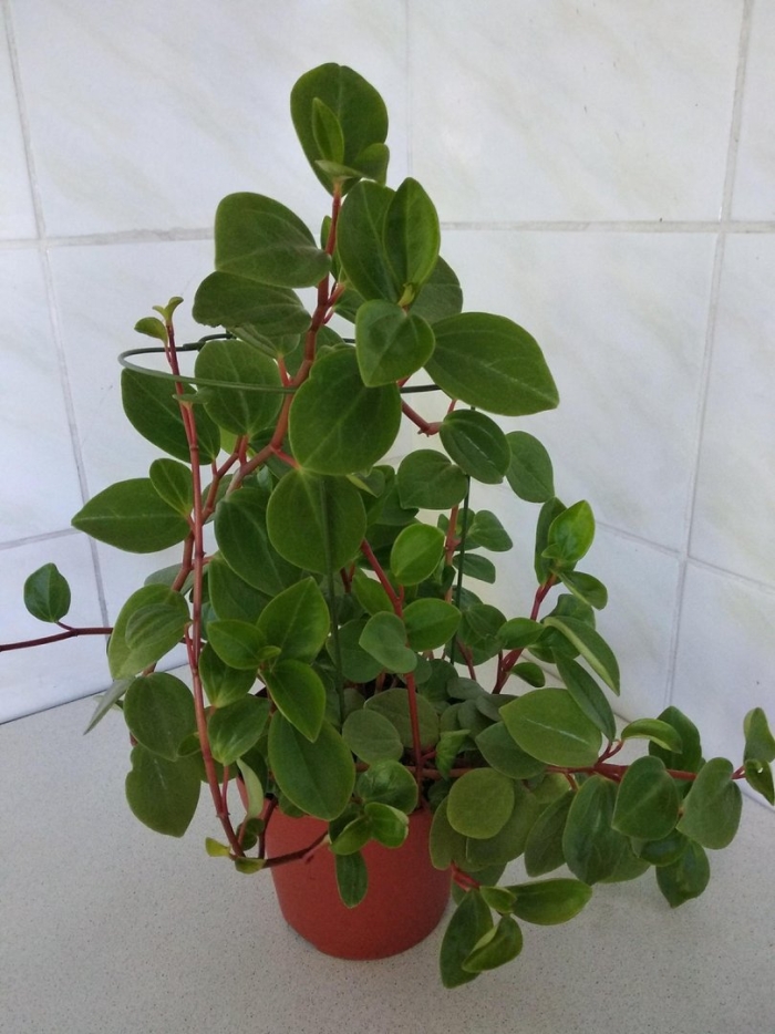 Пеперомия цветок комнатный