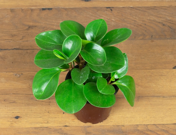 Растение пеперомия магнолиелистная