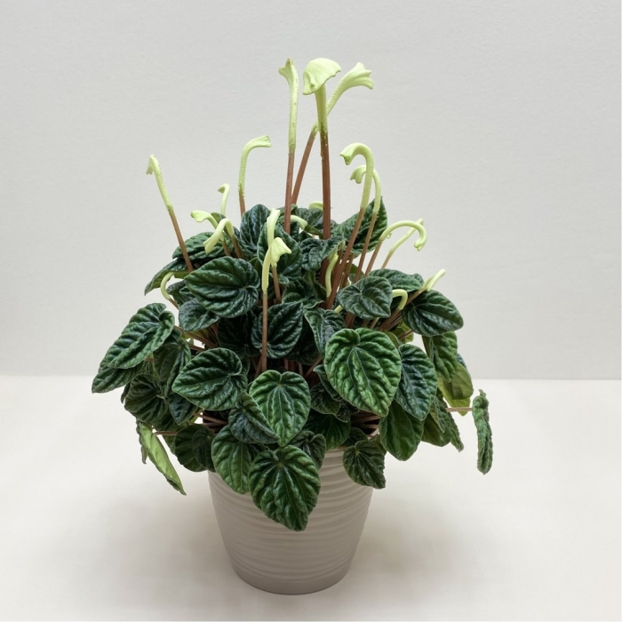 Пеперомия каперата лилиан