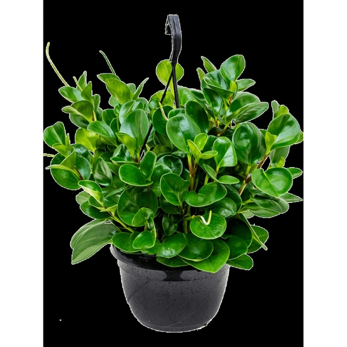 Пеперомия круглолистная туполистная