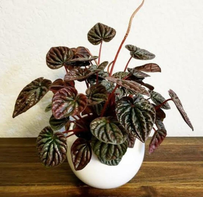 Пеперомия каперата