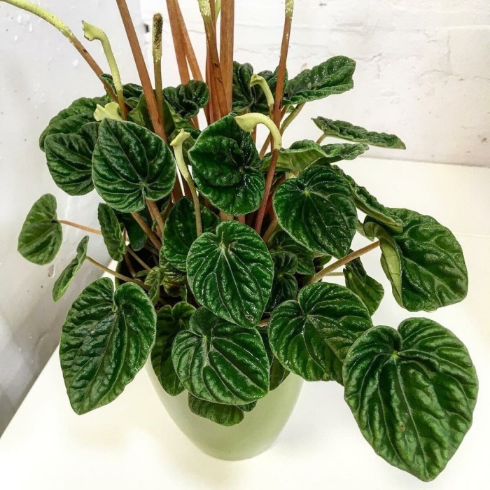 Пеперомия сморщенная peperomia caperata