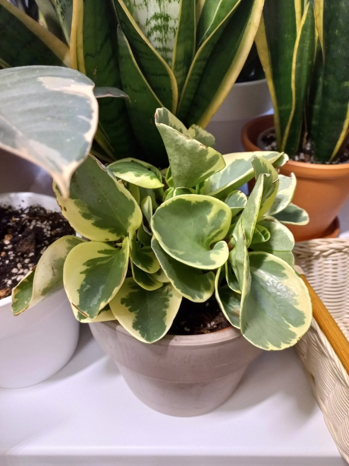 Пеперомия обтипан грин