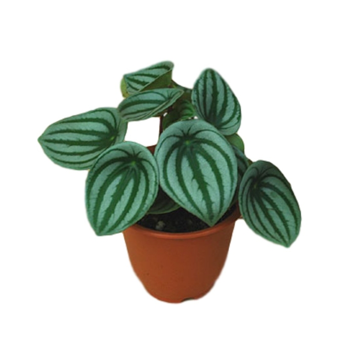 Peperomia argyreia