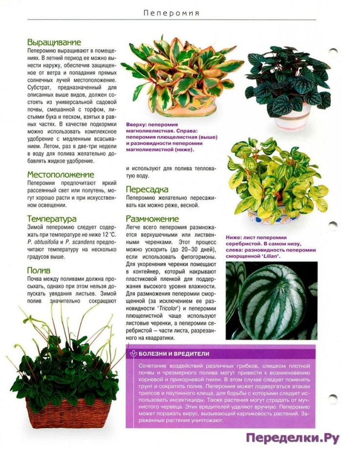 Пеперомия бамбино растение