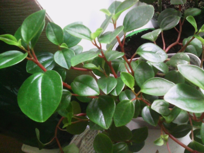 Пилея пеперомиевидная