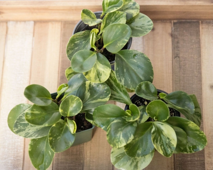 Пеперомия лимон лайм