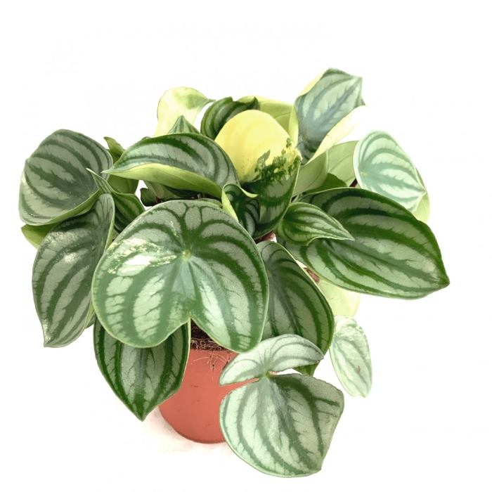 Пеперомия аргирея