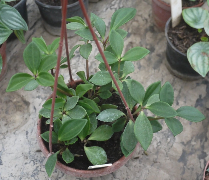 Пеперомия перескиелистная