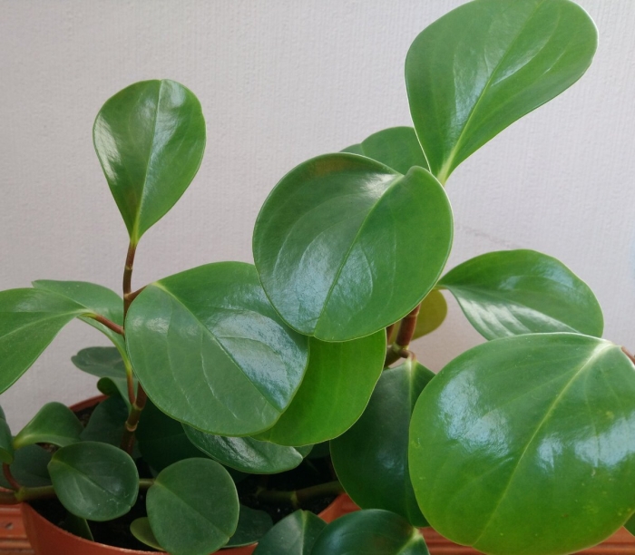 Пеперомия магнолиелистная