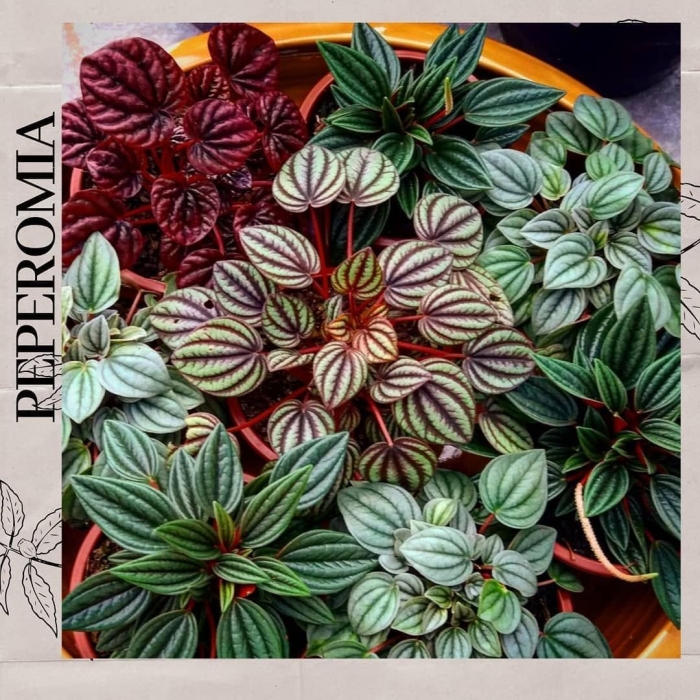 Пеперомия россо