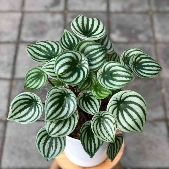 Peperomia argyreia