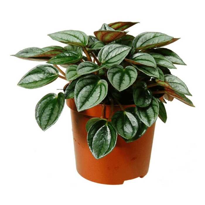 Пеперомия наполи найт