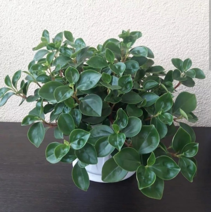 Пеперомия серпенс