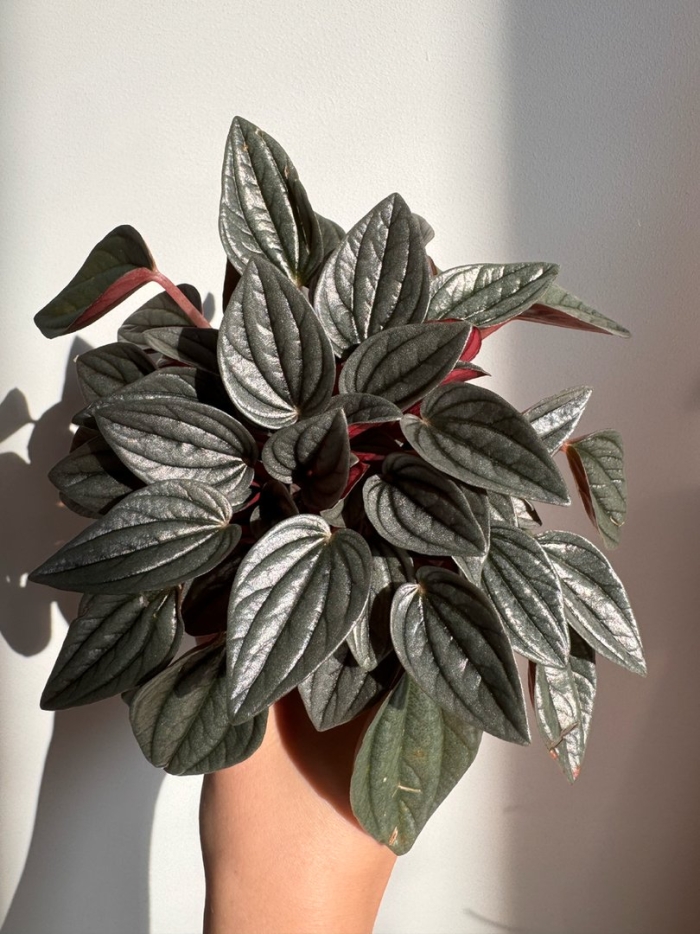 Пеперомия санторини