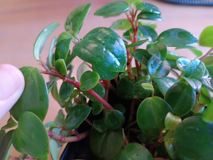 Пеперомия головатая