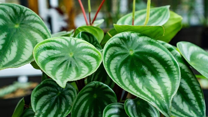 Пеперомия argyreia