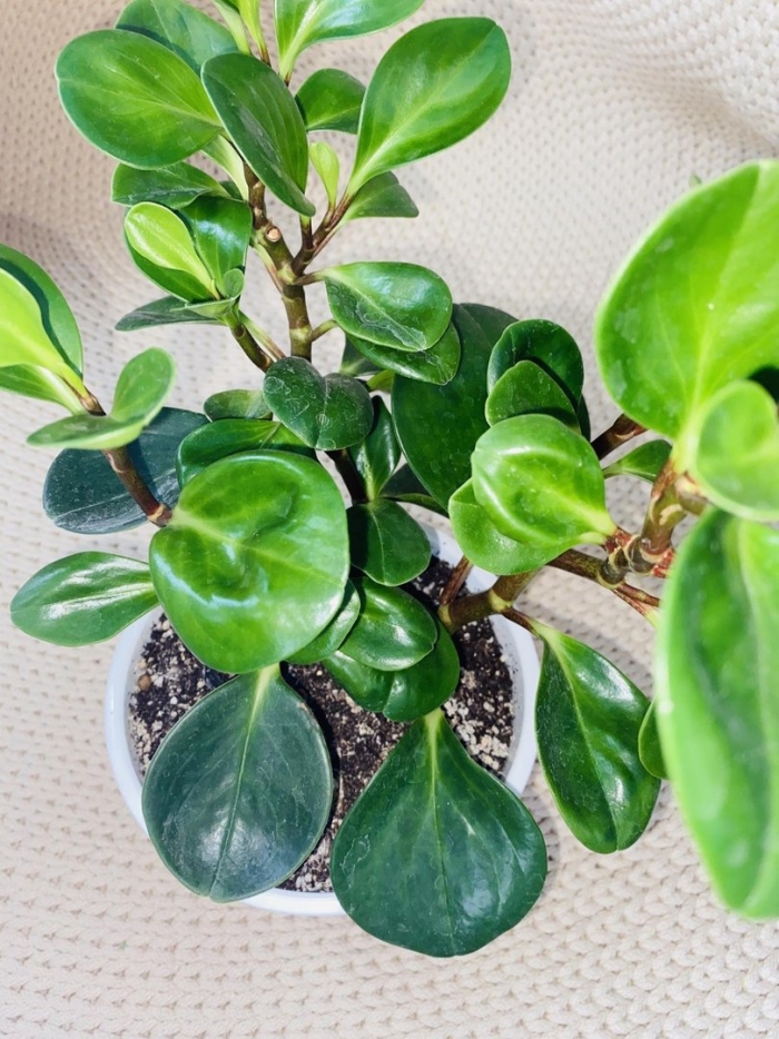 Пеперомия туполистная