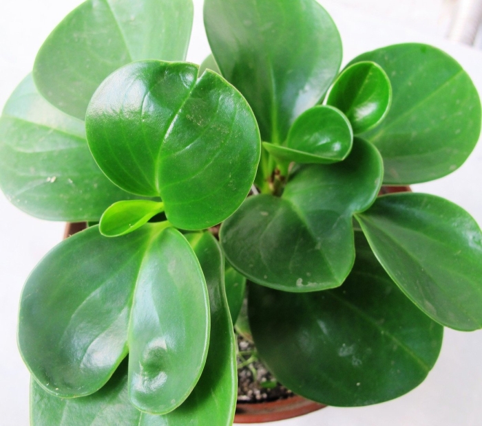 Растение пеперомия туполистная