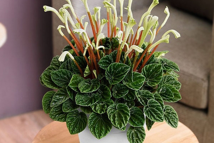 Комнатное растение пеперомия