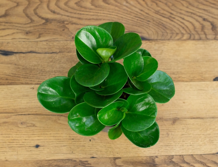 Пеперомия грин голд