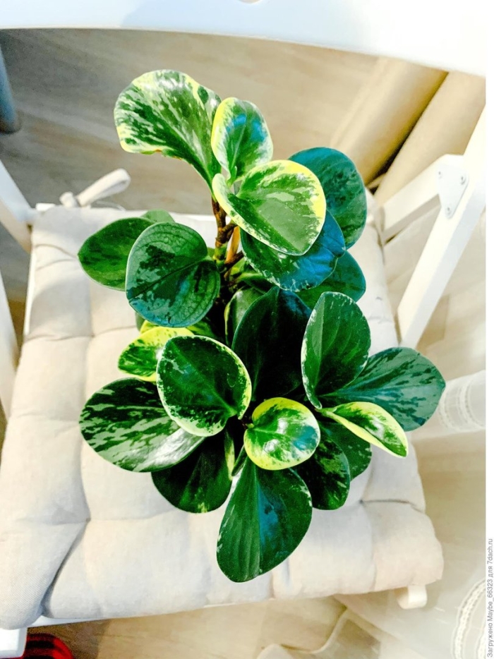 Пеперомия туполистная вариегата